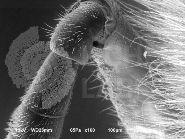 Honey Bee - Image 10