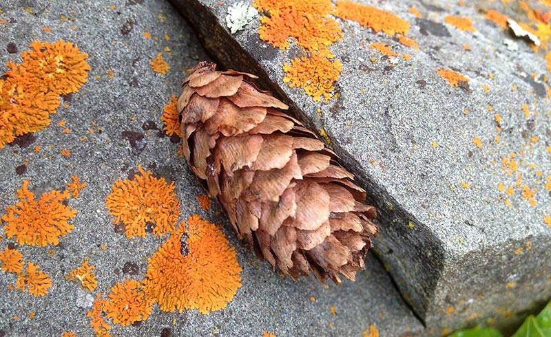 Biomimicry - Lichen  On Rock Montana