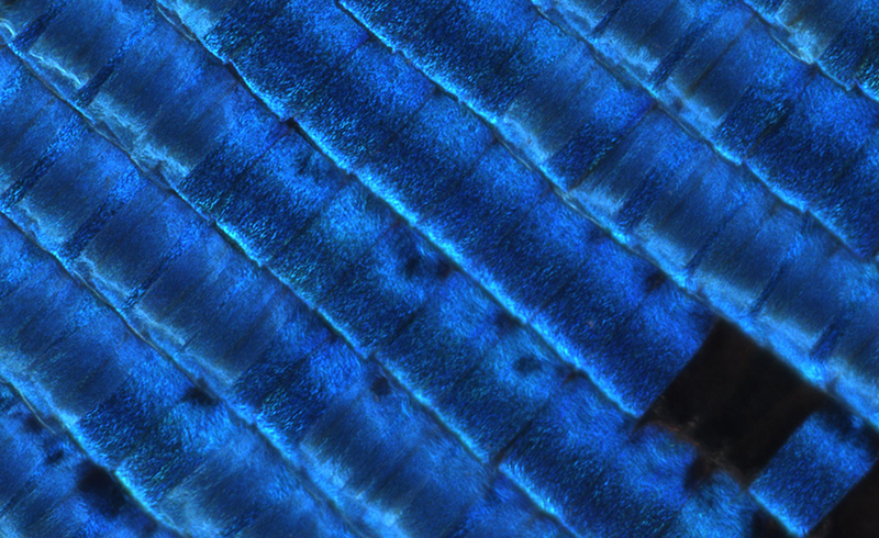 Biomimicry - Butterfly Wing