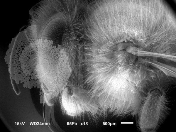 Honey Bee - Image 9