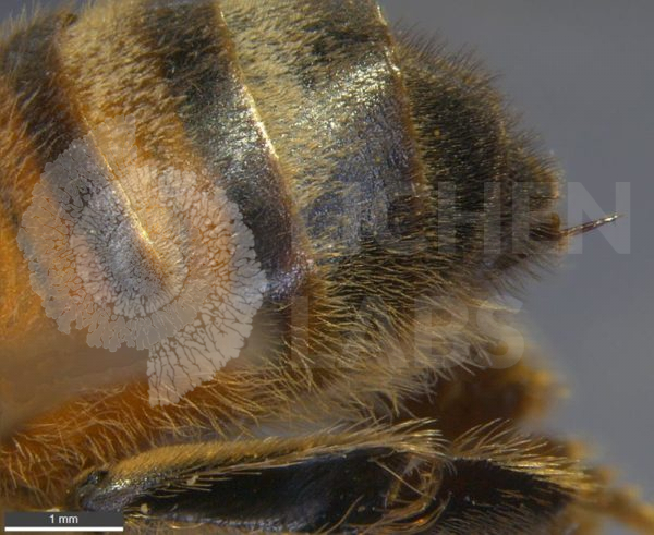 Honey Bee - Image 4