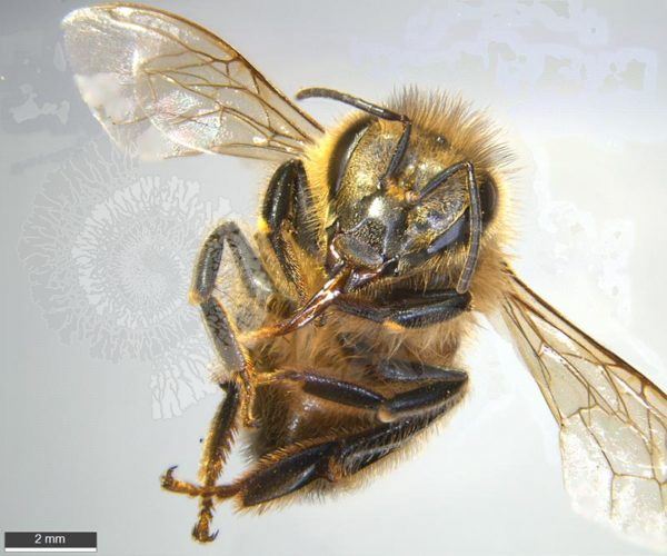 Honey Bee - Image 3