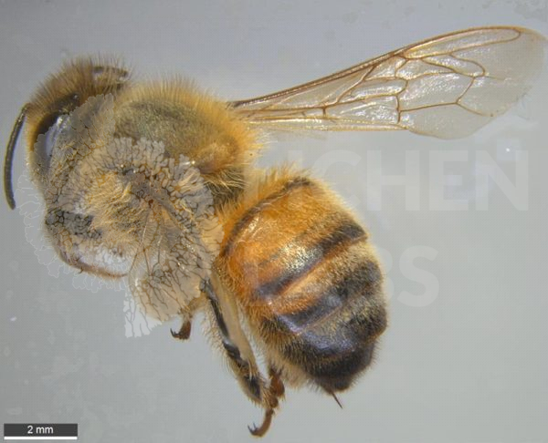 Honey Bee - Image 2