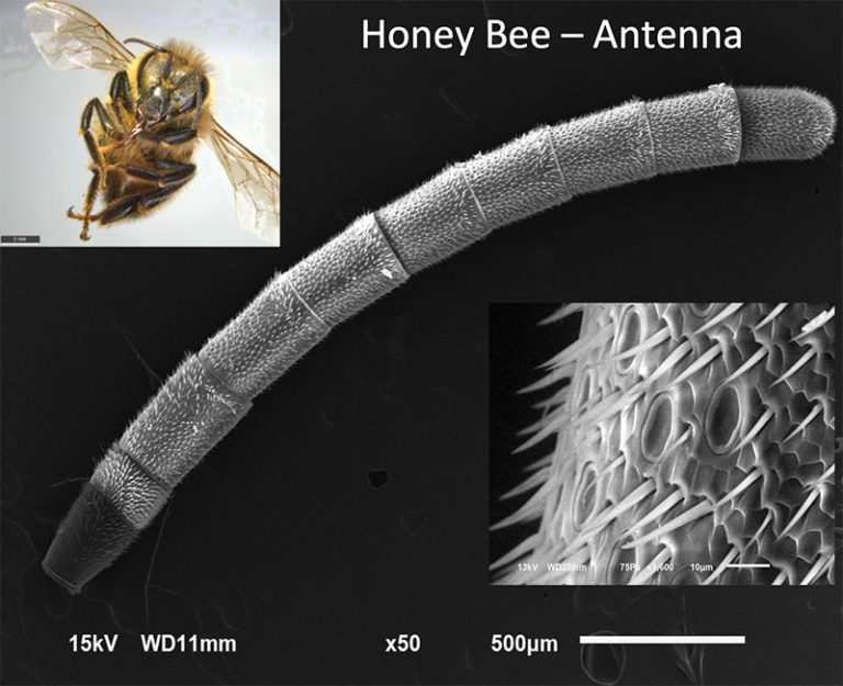 Honey Bee Lichen Labs