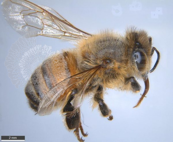 Honey Bee