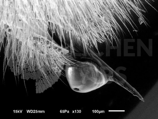 Honey Bee - Image 5