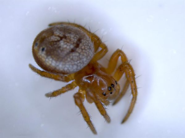 Orb Weaver Spiders