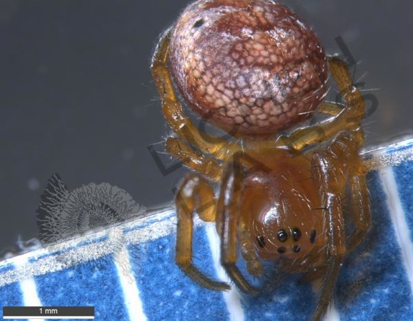Orb Weaver Spiders - Image 2