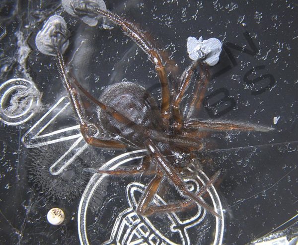 Orb Weaver Spiders - Image 13