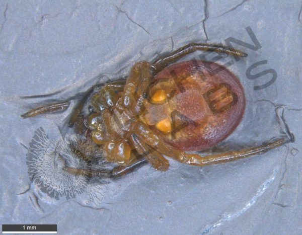 Orb Weaver Spiders - Image 3