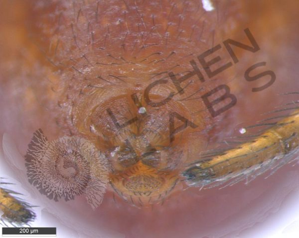 Orb Weaver Spiders - Image 4