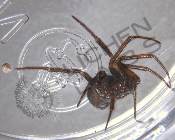 Orb Weaver Spiders - Image 9
