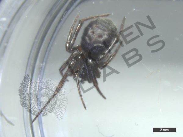Orb Weaver Spiders - Image 11