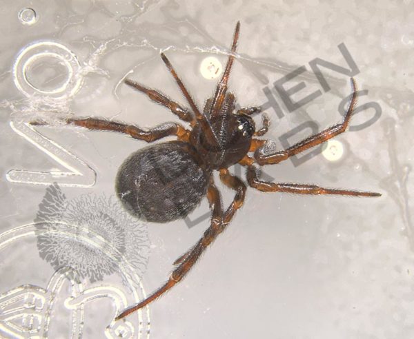 Orb Weaver Spiders - Image 12
