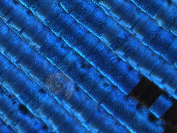 Blue Morpho Butterfly Wing - Image 5