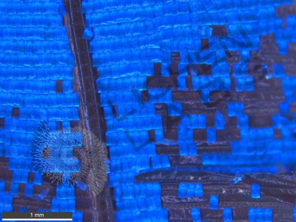 Blue Morpho Butterfly Wing - Image 3
