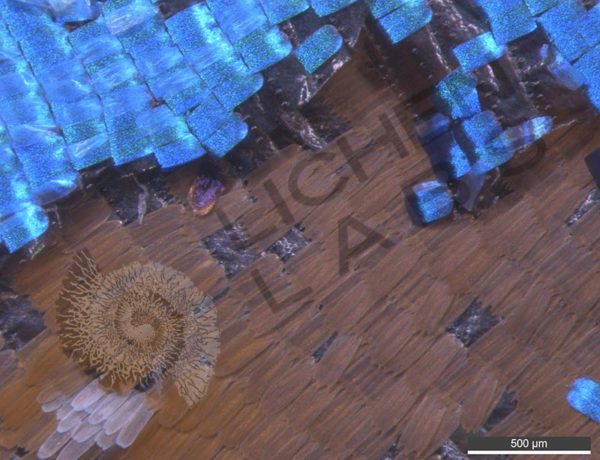 Blue Morpho Butterfly Wing - Image 4
