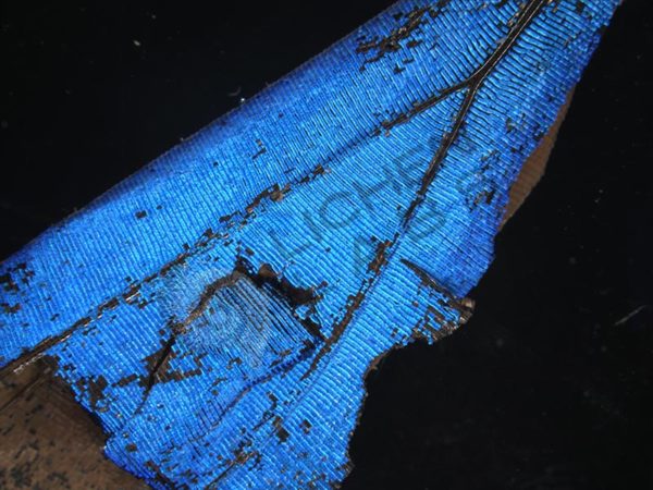 Blue Morpho Butterfly Wing - Image 2