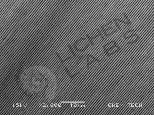 Blue Morpho Butterfly Wing - Image 7