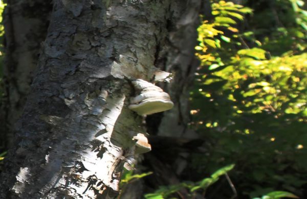 Bracket Fungus