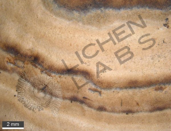 Bracket Fungus - Image 2