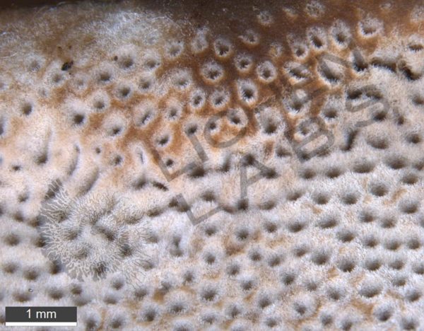 Bracket Fungus - Image 4