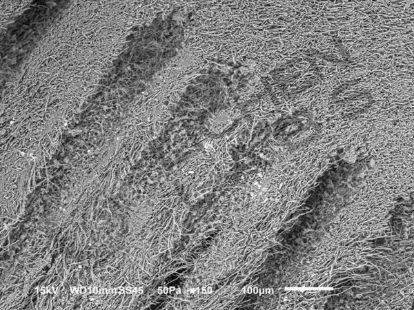 Bracket Fungus - Image 14
