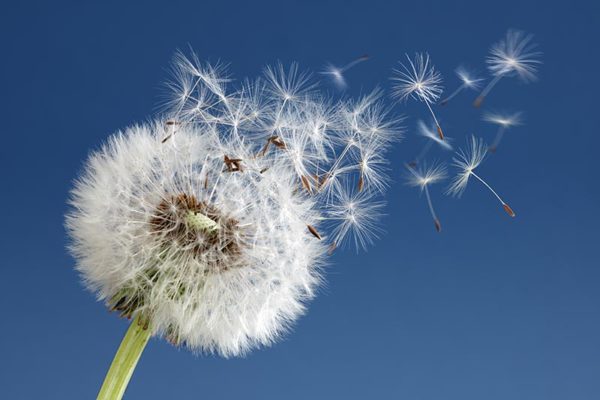 Dandelion Seed