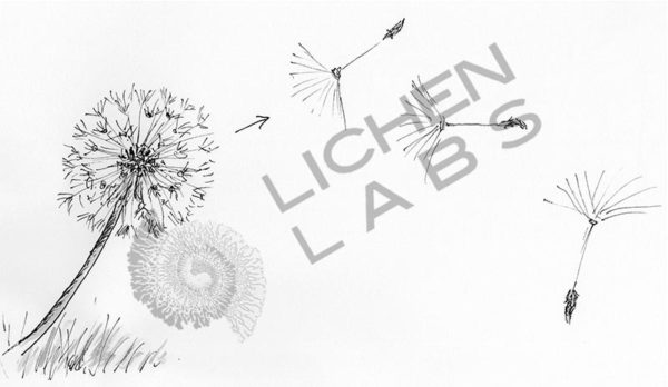 Dandelion Seed - Image 7