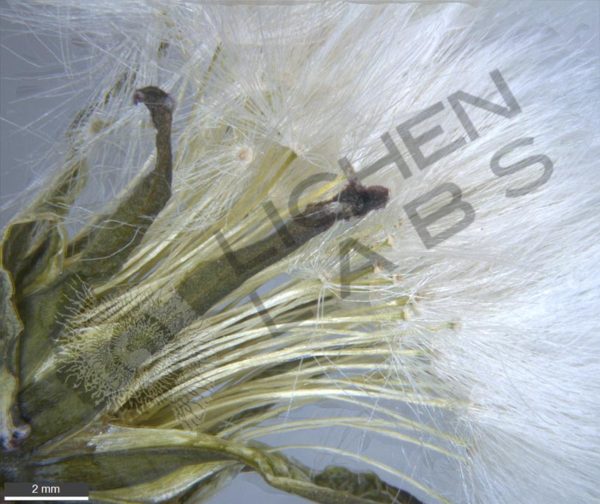 Dandelion Seed - Image 2