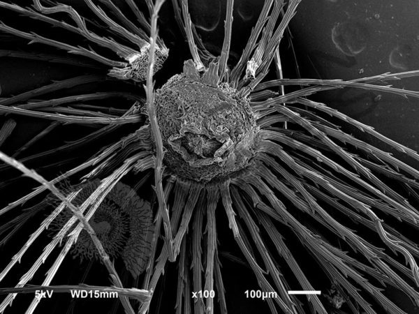 Dandelion Seed - Image 5
