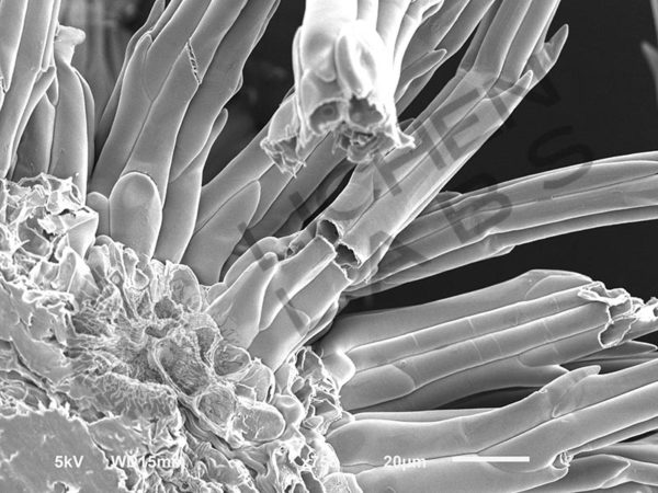 Dandelion Seed - Image 4