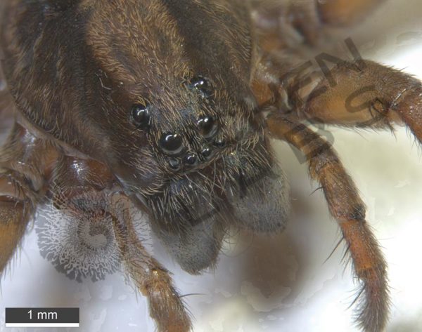 Miscellaneous Spiders - Image 3