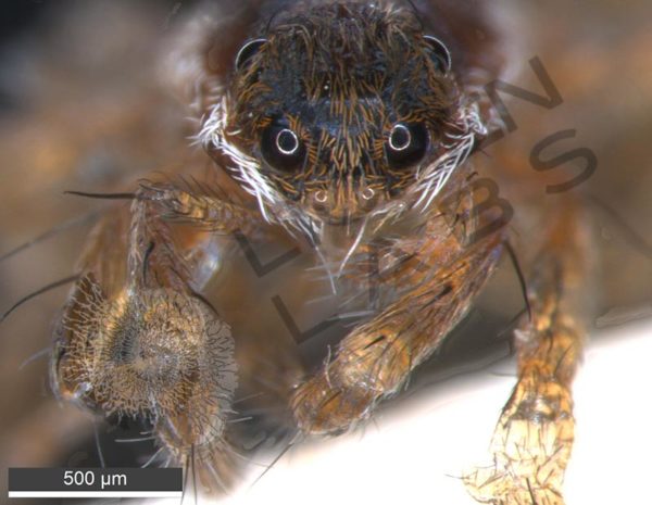 Miscellaneous Spiders - Image 2