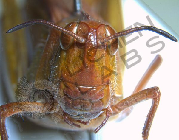 Grasshopper - Rare Pink & Misc. - Image 7
