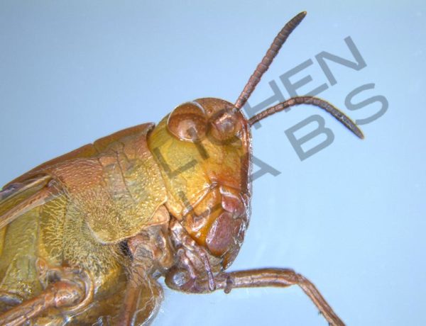 Grasshopper - Rare Pink & Misc. - Image 6