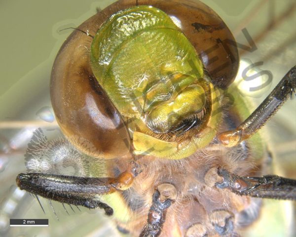 Green Darner Dragonfly - Image 5