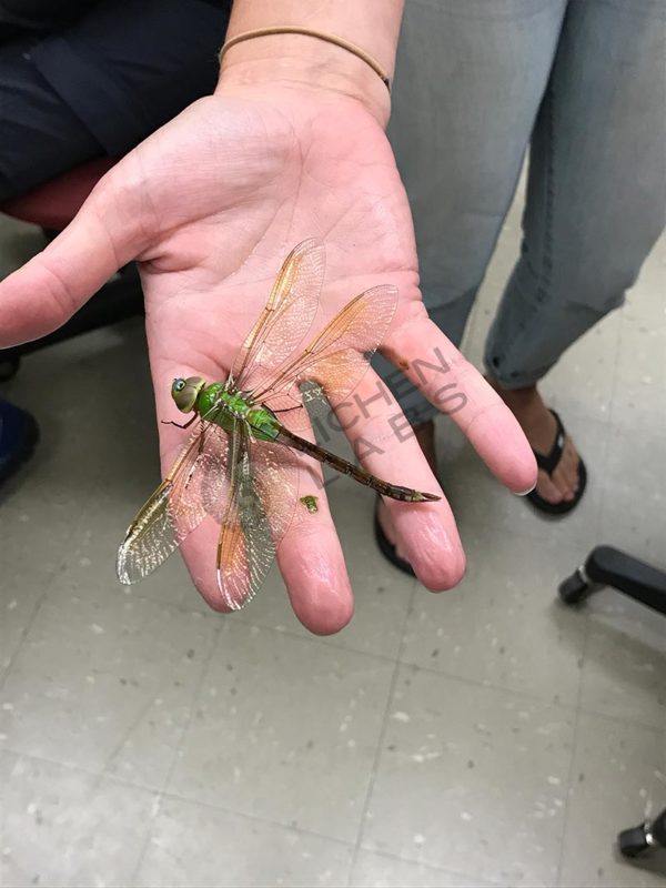 Green Darner Dragonfly - Image 16