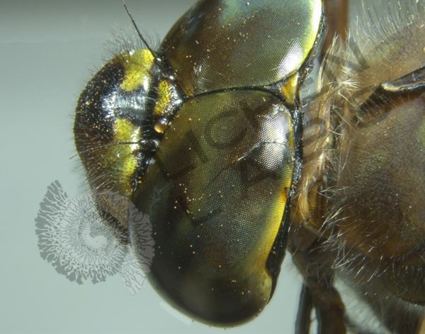 Green Darner Dragonfly - Image 4