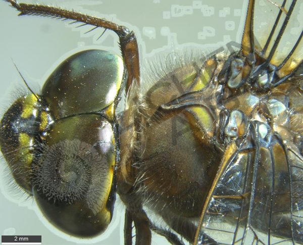 Green Darner Dragonfly - Image 3