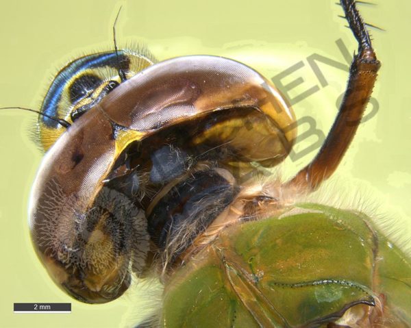 Green Darner Dragonfly - Image 6