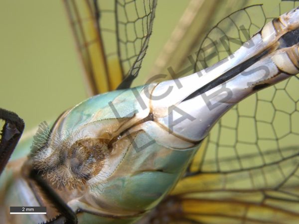 Green Darner Dragonfly - Image 10