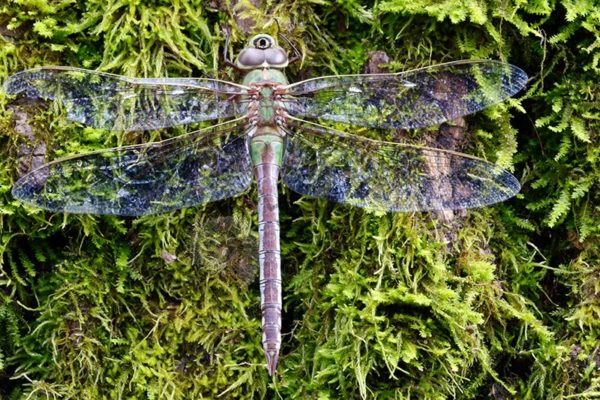 Green Darner Dragonfly - Image 2