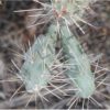 Porcupine Quill & Cholla Cactus Spines - Image 9
