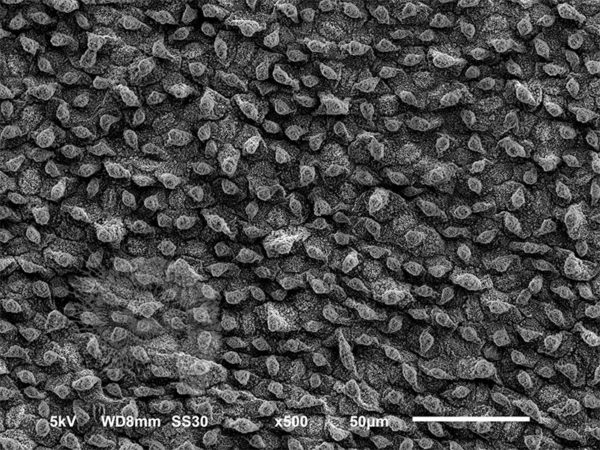 Lotus Leaf - Image 6