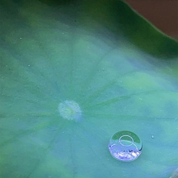 Lotus Leaf