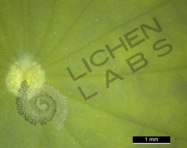 Lotus Leaf - Image 2