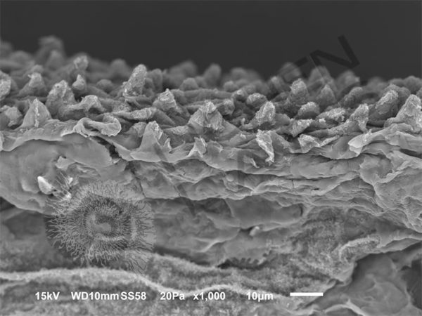 Lotus Leaf - Image 10