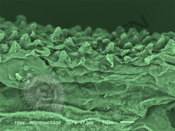 Lotus Leaf - Image 9