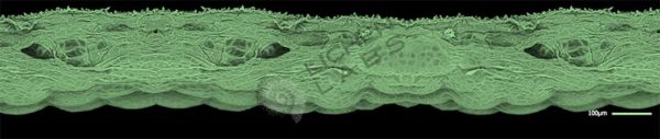 Lotus Leaf - Image 7